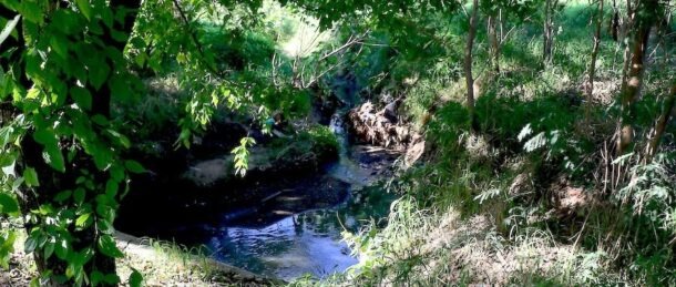 En este momento estás viendo Parque Guasu, un santuario de especies en peligro de extinción