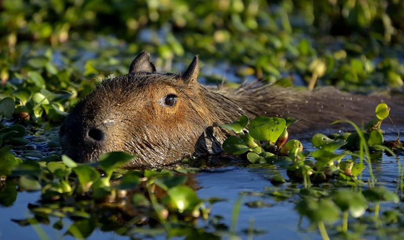 Lee más sobre el artículo Día de Apreciación del Carpincho, ese gigante amable en busca de su lugar